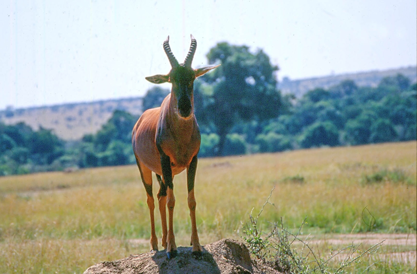 placeholder image sq